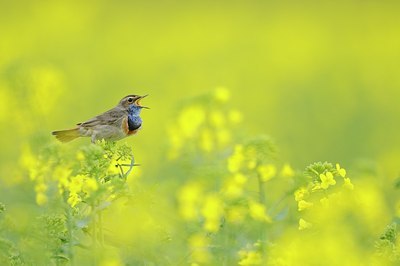 BUITEN BEELD Foto: 165766