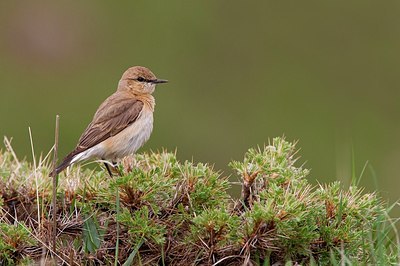 BUITEN BEELD Foto: 165791