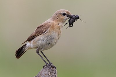 BUITEN BEELD Foto: 165794