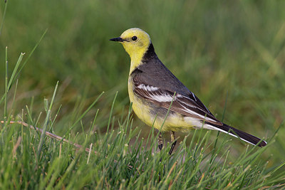 BUITEN BEELD Foto: 165823