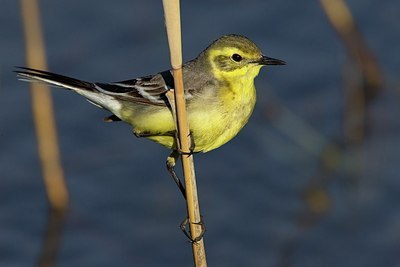 BUITEN BEELD Foto: 165827