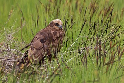 BUITEN BEELD Foto: 165845