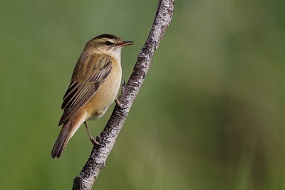 BUITEN BEELD Foto: 165853