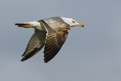 BUITEN BEELD Foto: 165859
