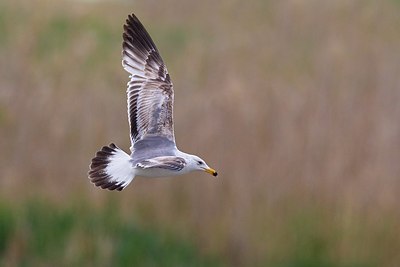 BUITEN BEELD Foto: 165861