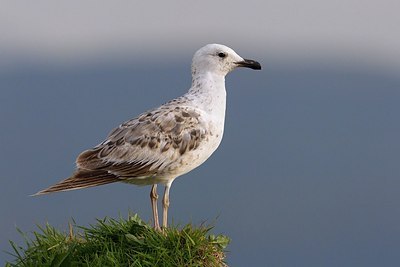 BUITEN BEELD Foto: 165866