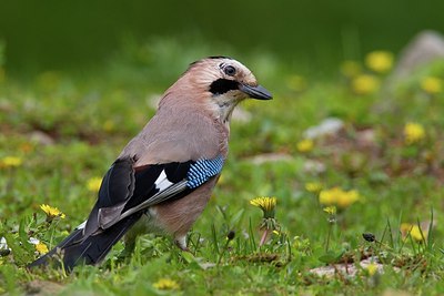 BUITEN BEELD Foto: 165867