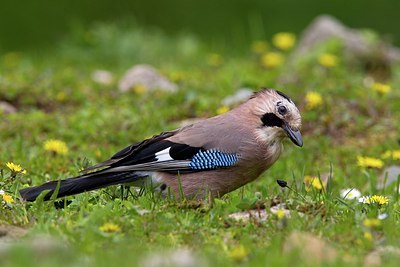 BUITEN BEELD Foto: 165868
