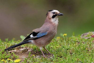 BUITEN BEELD Foto: 165869