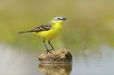BUITEN BEELD Foto: 165886