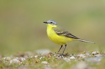 BUITEN BEELD Foto: 165889
