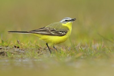 BUITEN BEELD Foto: 165893