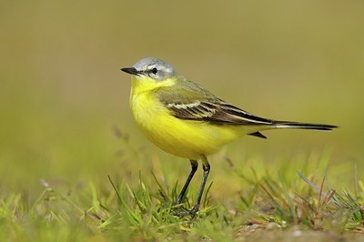 BUITEN BEELD Foto: 165896