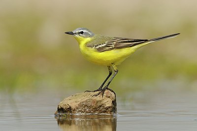 BUITEN BEELD Foto: 165897