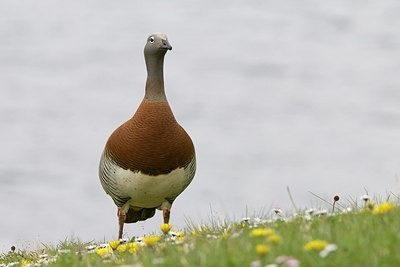 BUITEN BEELD Foto: 165968