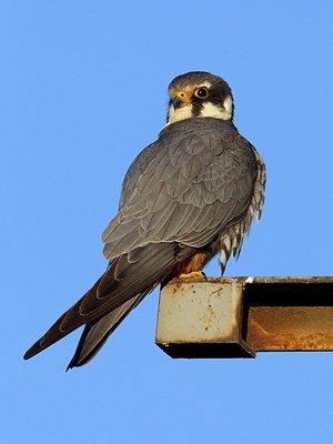 BUITEN BEELD Foto: 165986
