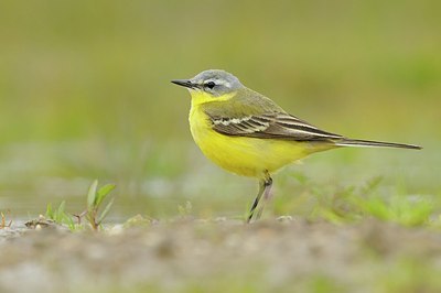 BUITEN BEELD Foto: 166004