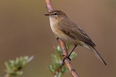 BUITEN BEELD Foto: 166009