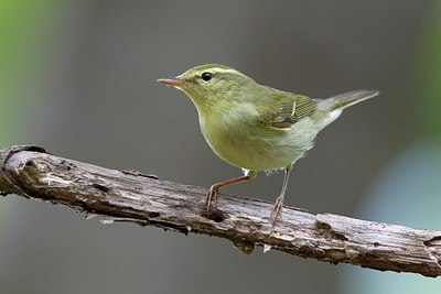 BUITEN BEELD Foto: 166027