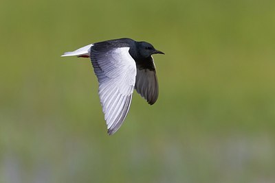 BUITEN BEELD Foto: 166042