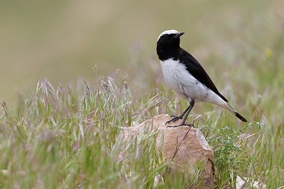 BUITEN BEELD Foto: 166045