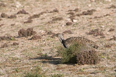 BUITEN BEELD Foto: 166052