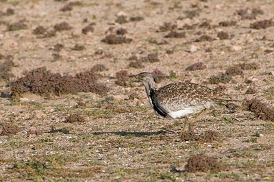 BUITEN BEELD Foto: 166053