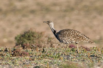 BUITEN BEELD Foto: 166061