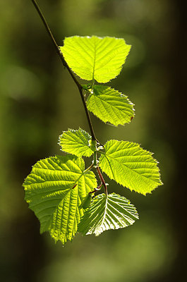 BUITEN BEELD Foto: 166070