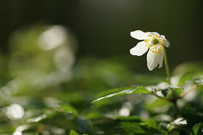 BUITEN BEELD Foto: 166086