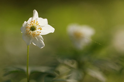BUITEN BEELD Foto: 166089