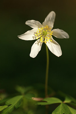BUITEN BEELD Foto: 166093