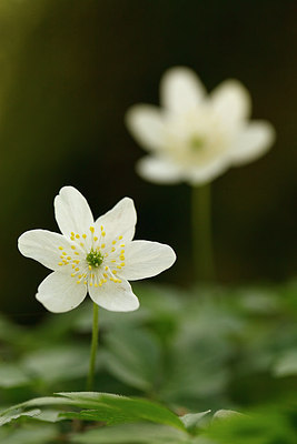 BUITEN BEELD Foto: 166096