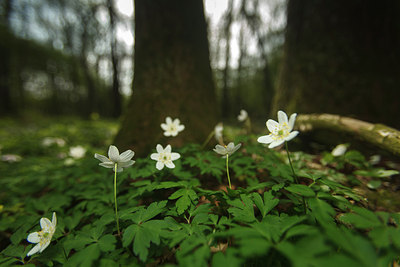 BUITEN BEELD Foto: 166098