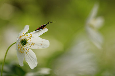 BUITEN BEELD Foto: 166104