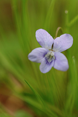 BUITEN BEELD Foto: 166115
