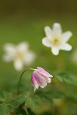 BUITEN BEELD Foto: 166118