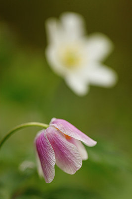 BUITEN BEELD Foto: 166119