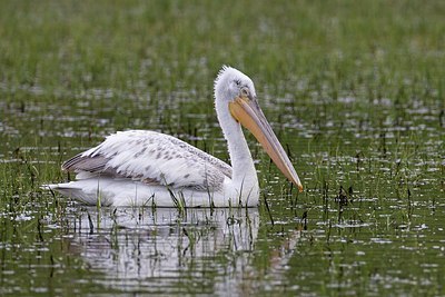 BUITEN BEELD Foto: 166143