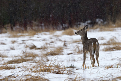 BUITEN BEELD Foto: 166179