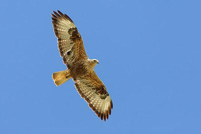 BUITEN BEELD Foto: 166185