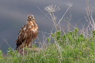 BUITEN BEELD Foto: 166187