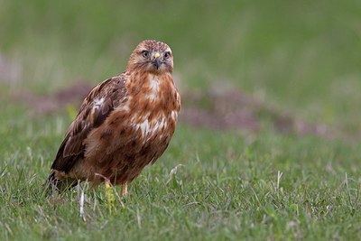 BUITEN BEELD Foto: 166196