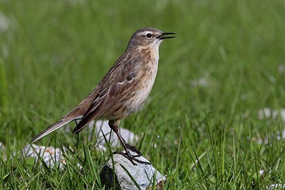 BUITEN BEELD Foto: 166201