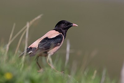 BUITEN BEELD Foto: 166207