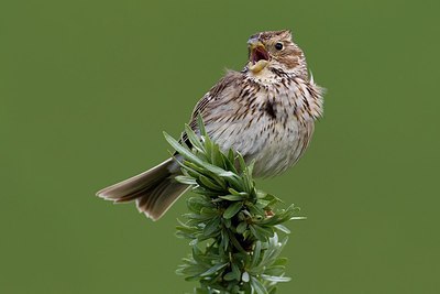 BUITEN BEELD Foto: 166211