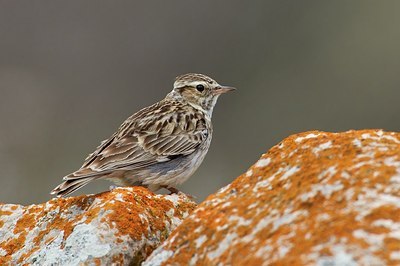BUITEN BEELD Foto: 166213