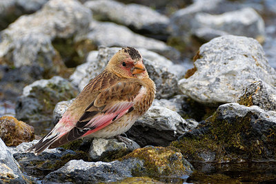 BUITEN BEELD Foto: 166216