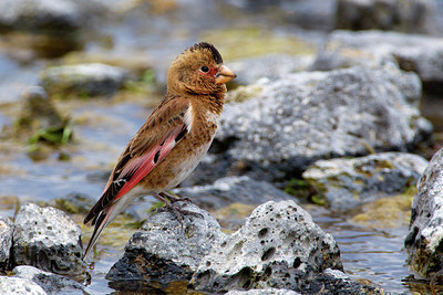 BUITEN BEELD Foto: 166228