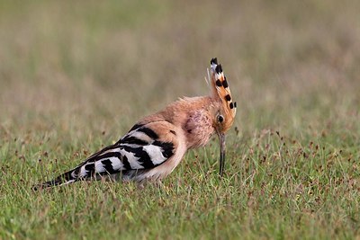 BUITEN BEELD Foto: 166232